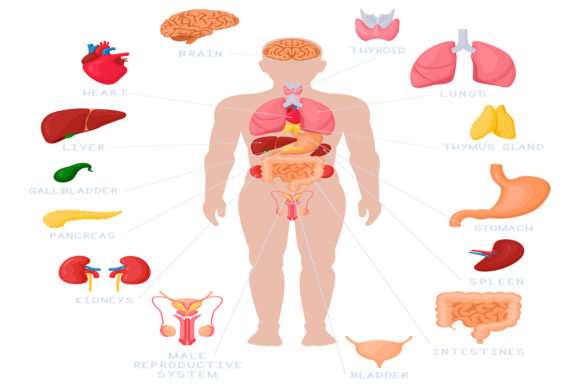 Human Anatomy Infographic: Selecting the Right Vector Asset for Professional Projects